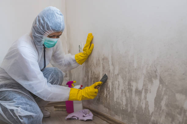 Best Professional Mold Removal  in West Carthage, NY