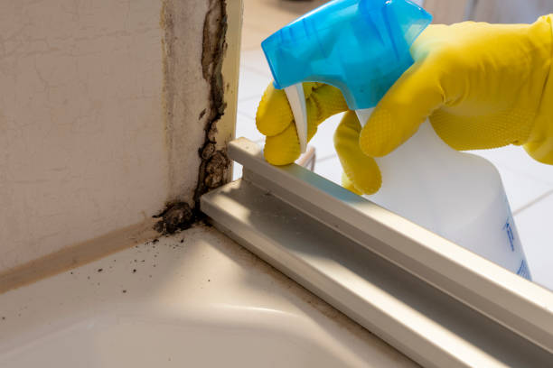 Best Black Mold Removal  in West Carthage, NY