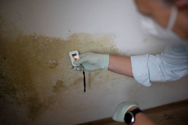 Best Commercial Mold Removal  in West Carthage, NY