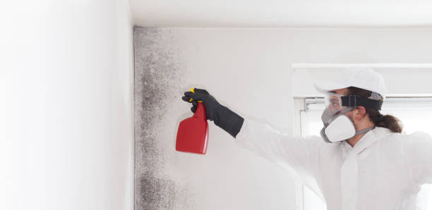 Best Emergency Mold Removal  in West Carthage, NY